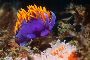 Flabellina Iodinia (Spanish Shawl)
Canon 60D
100mac
1/... by Matthew Fischbach 